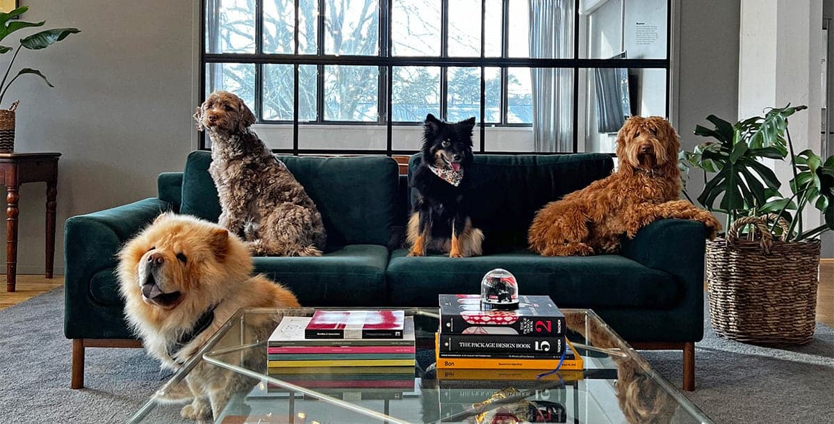 Bild på flera av hundarna på Beyond